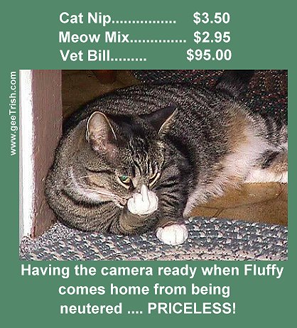 pissedoffcatpriceless.jpg